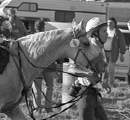 Equine Endurance Run - 1996